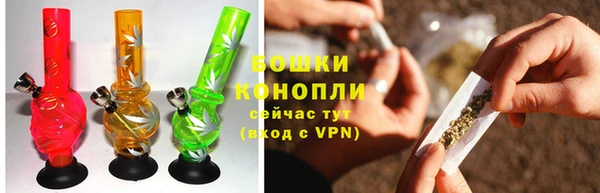 индика Ельня