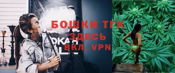 индика Ельня
